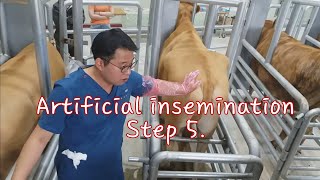 Artificial insemination in cattle step 5 [upl. by Ahseinet282]