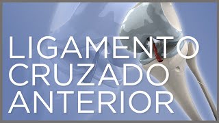 Rotura del ligamento cruzado anterior Traumatología LigamentoCruzado [upl. by Atinrahc293]