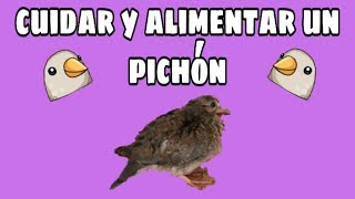 Cómo alimentar y cuidar pichón caído del nido Parte 1 [upl. by Lirrehs]