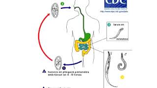 Clase teorica parasitos Helmintos 1 [upl. by Oneida]