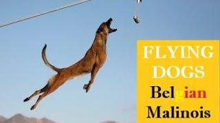 SUPERPOWER DOG ⭐️ EXTREME MALINOIS Dogs ⭐️JUMPING Belgian Shepherd🔎 COMPILATION amp FACTS [upl. by Bradway895]