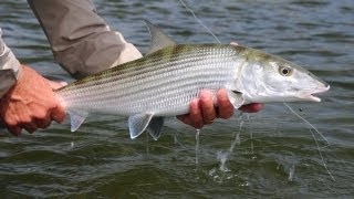 SALTWATER FISHING TIPS Bonefish [upl. by Aihsercal]