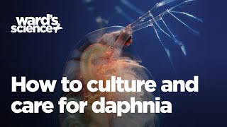 Caring and Culturing for Daphnia [upl. by Haila]