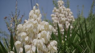 Yucca Plant [upl. by Eitirahc]