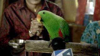 Birla White Wall Care Putty Parrot TVC [upl. by Arrekahs]