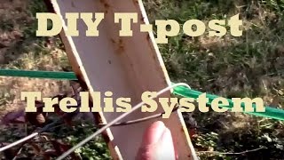 DIY TPost Trellis System For Staking And Tying Blackberries and Raspberries [upl. by Erickson]