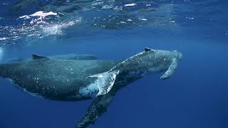 Humpback Whales Swimming in Tonga [upl. by Landau941]