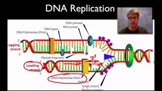 DNA Structure and Replication [upl. by Barncard773]