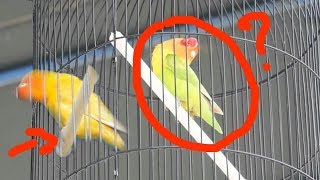 Ternyata begini cara buat lovebird jantan konslet saat di gantang [upl. by Navinod593]