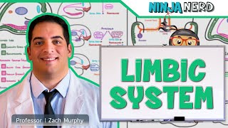 Neurology  Limbic System Anatomy amp Function [upl. by Aynav]