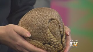 Wild Wednesday ThreeBanded Armadillo [upl. by Akcirehs]