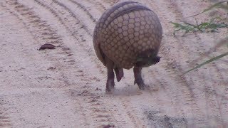 Armadillo rolls up into a ball [upl. by Luigino537]