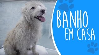 Aula Prática Como dar banho em cachorro na sua casa Ju Almeida Pet [upl. by Aidiruy]