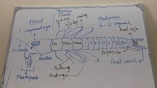 Insect external morphology  Entomology [upl. by Acimak]