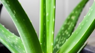 Pruning large Aloe Vera [upl. by Claudy]