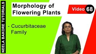 Morphology of Flowering Plants  NEET Cucurbitaceae Family  Neela Bakore Tutorials [upl. by Kyl]