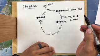 Citric Acid Cycle [upl. by Ardnohs849]