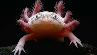 Axolotl Documentary [upl. by Fons185]