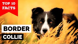 Border Collie  Top 10 Facts [upl. by Anairo]