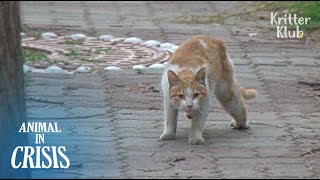 HELP Stray Cat Pleads For Helping His Friend Be Treated Part 2  Animal in Crisis EP104 [upl. by Lohman164]