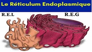 Le Réticulum Endoplasmique [upl. by Eceeryt]