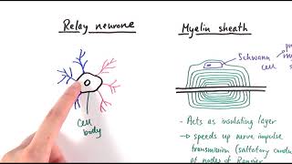 A2 Biology  Neurones OCR A Chapter 132 [upl. by Nocam]