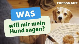 Körpersprache beim Hund  Hunde richtig verstehen [upl. by Celine]