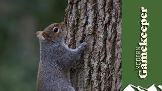 Grey squirrel shooting tactics [upl. by Ethelind239]