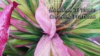 Growing Cordyline fruticosa  Hawaiian Ti Plants [upl. by Mavis627]