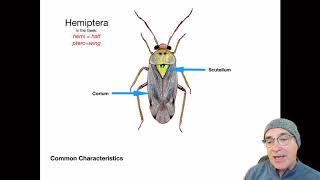 Introduction to the Order Hemiptera [upl. by Macilroy]