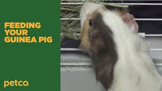 How to Feed a Guinea Pig Petco [upl. by Sidras]