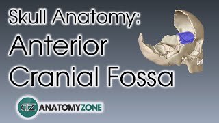 Anterior Cranial Fossa  Skull Anatomy [upl. by Atirehs]