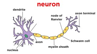 Types of Tissue Part 4 Nervous Tissue [upl. by Llerrom]