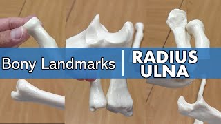 Bony Landmarks of the Radius and Ulna [upl. by Akinirt]