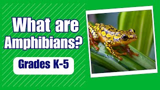 What are Amphibians  More Grades 25 Science on Harmony Square [upl. by Ecnerol]