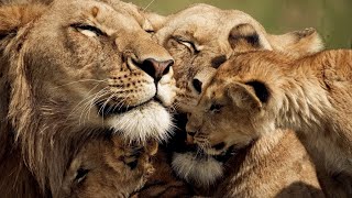 The Strongest LION PRIDE in Luangwa Valley  National Geographic Documentary 2020 Full HD 1080p [upl. by Eveline]