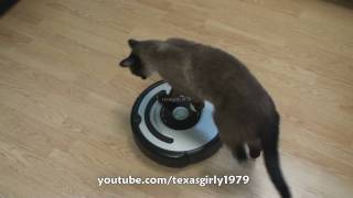 Cat shows HOW TO use iRobot Roomba Vacuum [upl. by Petronella]