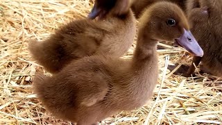 The Beginners Guide To Raising Ducklings Days 114 [upl. by Aerdna]