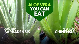 Which Aloe Vera is Edible [upl. by Llehsar291]