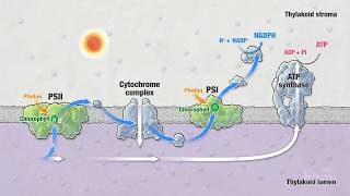 Photosynthesis Part 5 Light Reactions  HHMI BioInteractive Video [upl. by Eerahc]