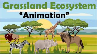 GRASSLAND ECOSYSTEM  Animation [upl. by Ern416]