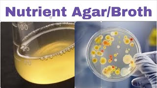 Nutrient Agar Composition and Uses [upl. by Topper]