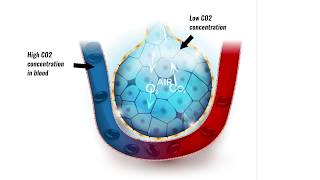 Gaseous exchange in lungs [upl. by Derf]