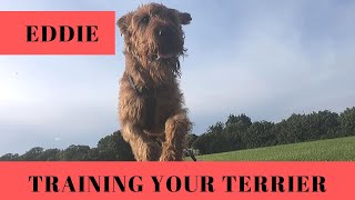 Training Your Irish Terrier in 2 Weeks [upl. by Aneis]