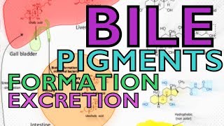 BILE PIGMENTS  BILIRUBIN VS BILIVERDIN  FORMATION AND EXCRETION [upl. by Alekehs]