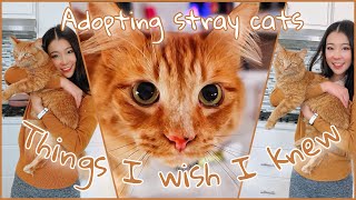 A stray cat followed me home Things to know before adopting a stray cat We Rescued a Stray Cat [upl. by Marou850]