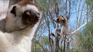 Sifaka Lemurs Jumping Around  Attenborough  BBC Earth [upl. by Mayap]