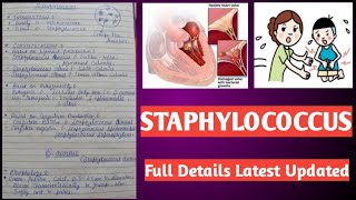 Staphylococcus  Staphylococcus aureus [upl. by James714]