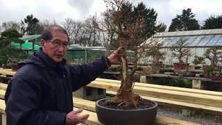 How To Create Large Trunk Maple Bonsai [upl. by Athalee360]