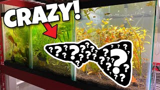 Creating New Color Guppies Guppy Breeding [upl. by Wildee]